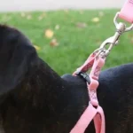 dog harness