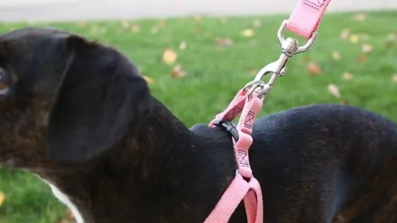 dog harness