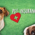 Pet insurance